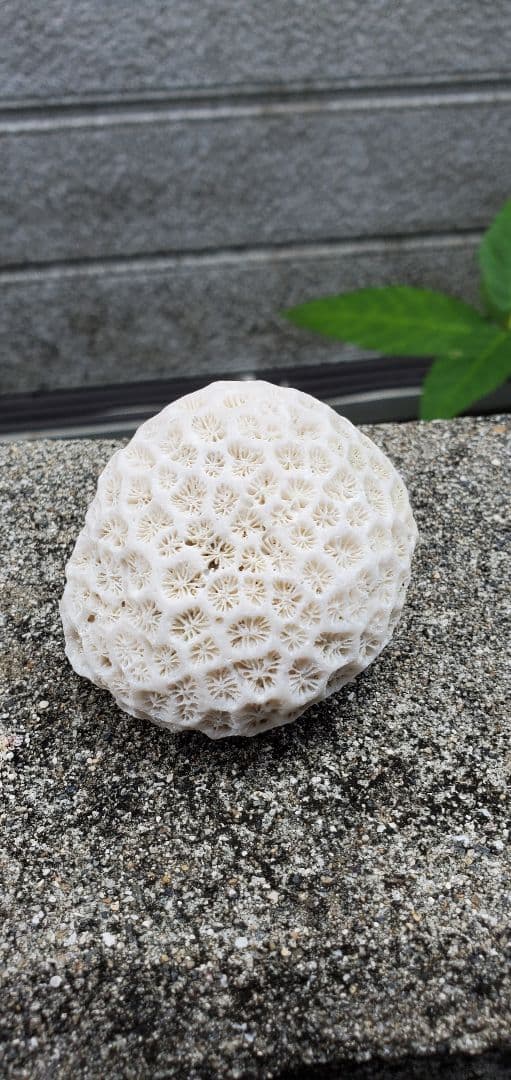 奄美群島産珊瑚  菊目石 天然石 海の宝石 ／貴重 インテリア オブジェ