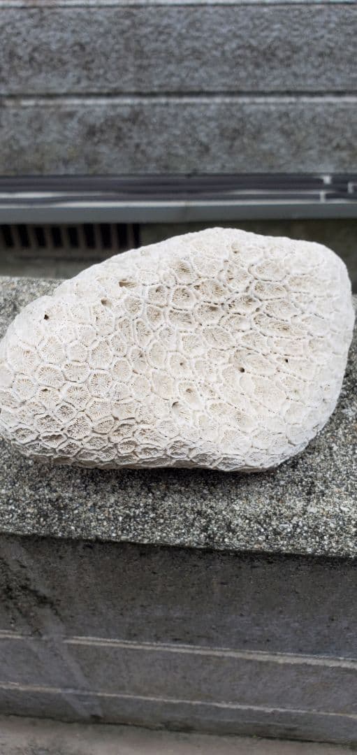 奄美群島産珊瑚  菊目石 天然石 海の宝石 ／貴重 インテリア オブジェ