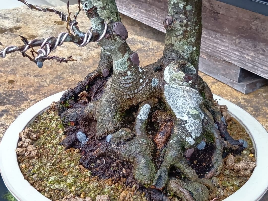 ブナ盆栽枯木 ‼️新年半額セール‼️ 37000円 - メルカリ