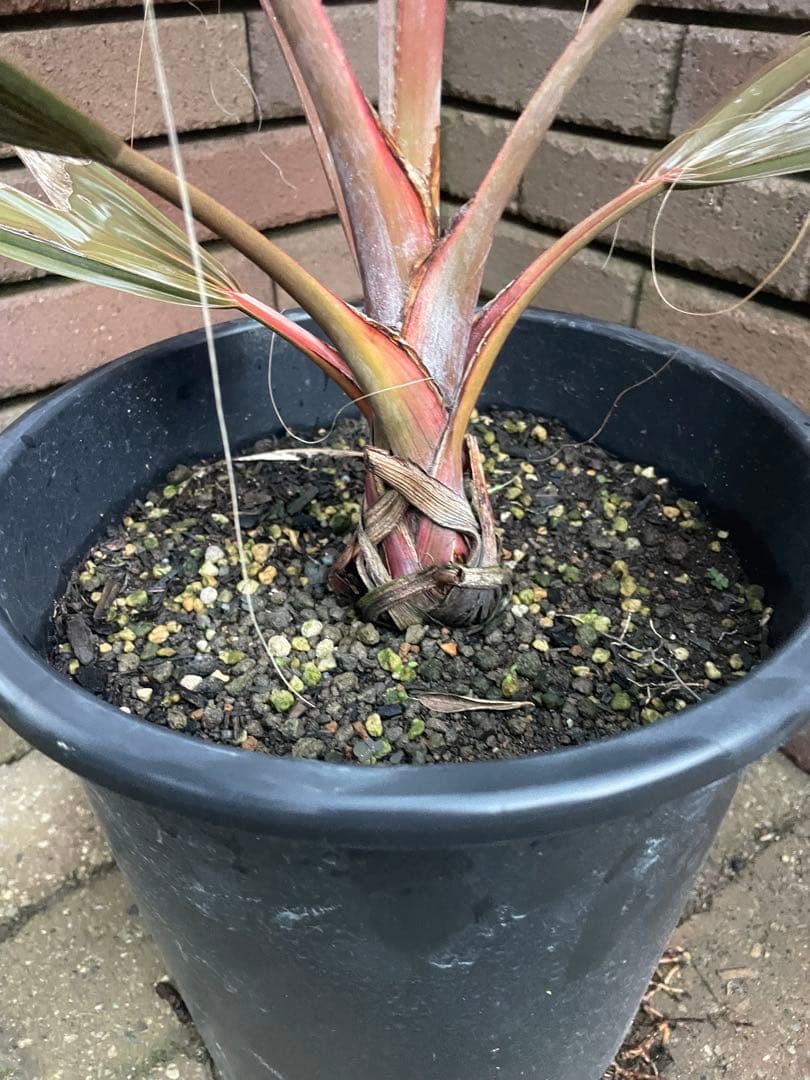 ビスマルキア　あ