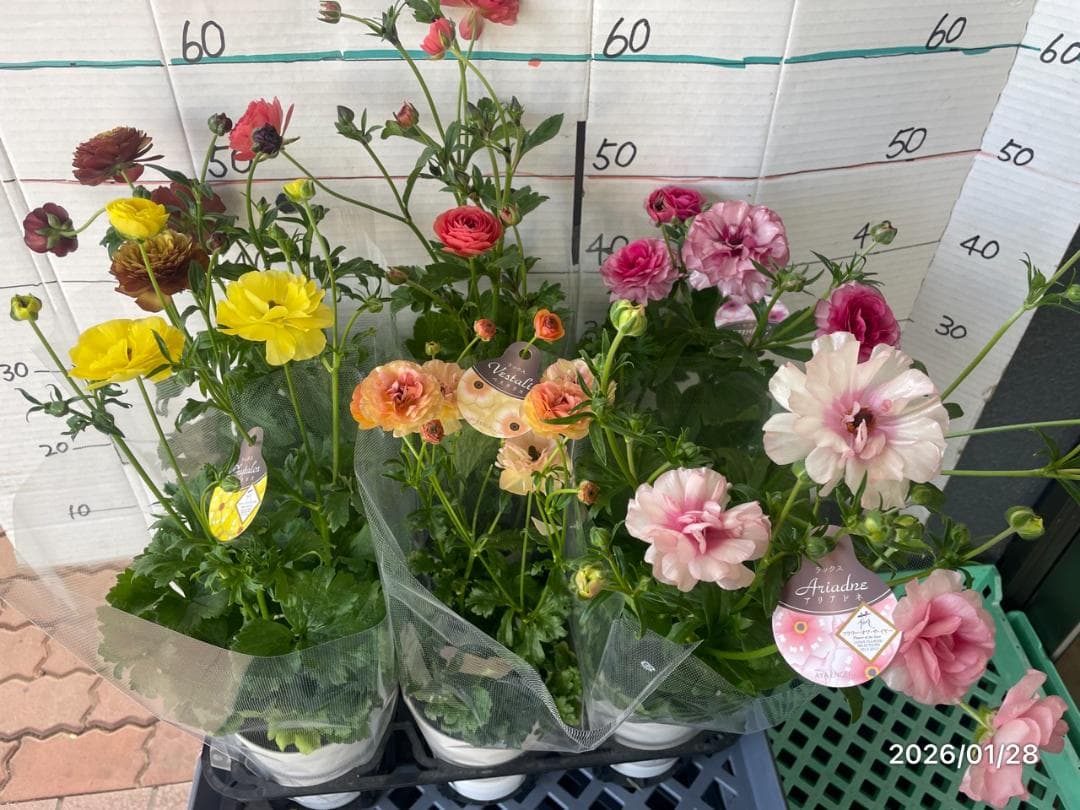 ぱるる　ラナンキュラス　ラックス　全6種類　　5号化粧鉢　　大苗