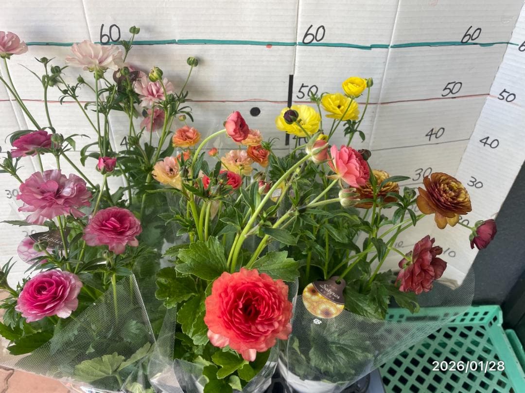 ぱるる　ラナンキュラス　ラックス　全6種類　　5号化粧鉢　　大苗