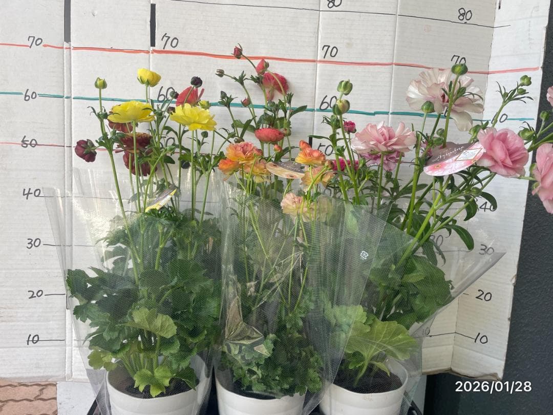 ぱるる　ラナンキュラス　ラックス　全6種類　　5号化粧鉢　　大苗