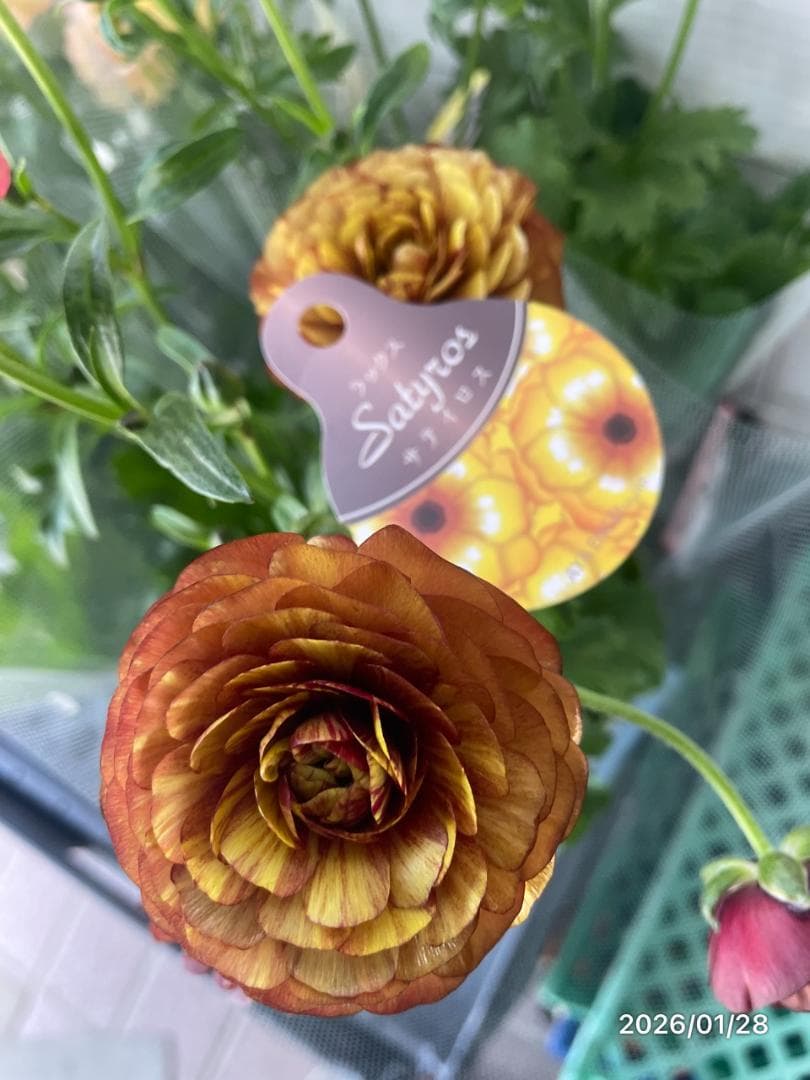 ぱるる　ラナンキュラス　ラックス　全6種類　　5号化粧鉢　　大苗