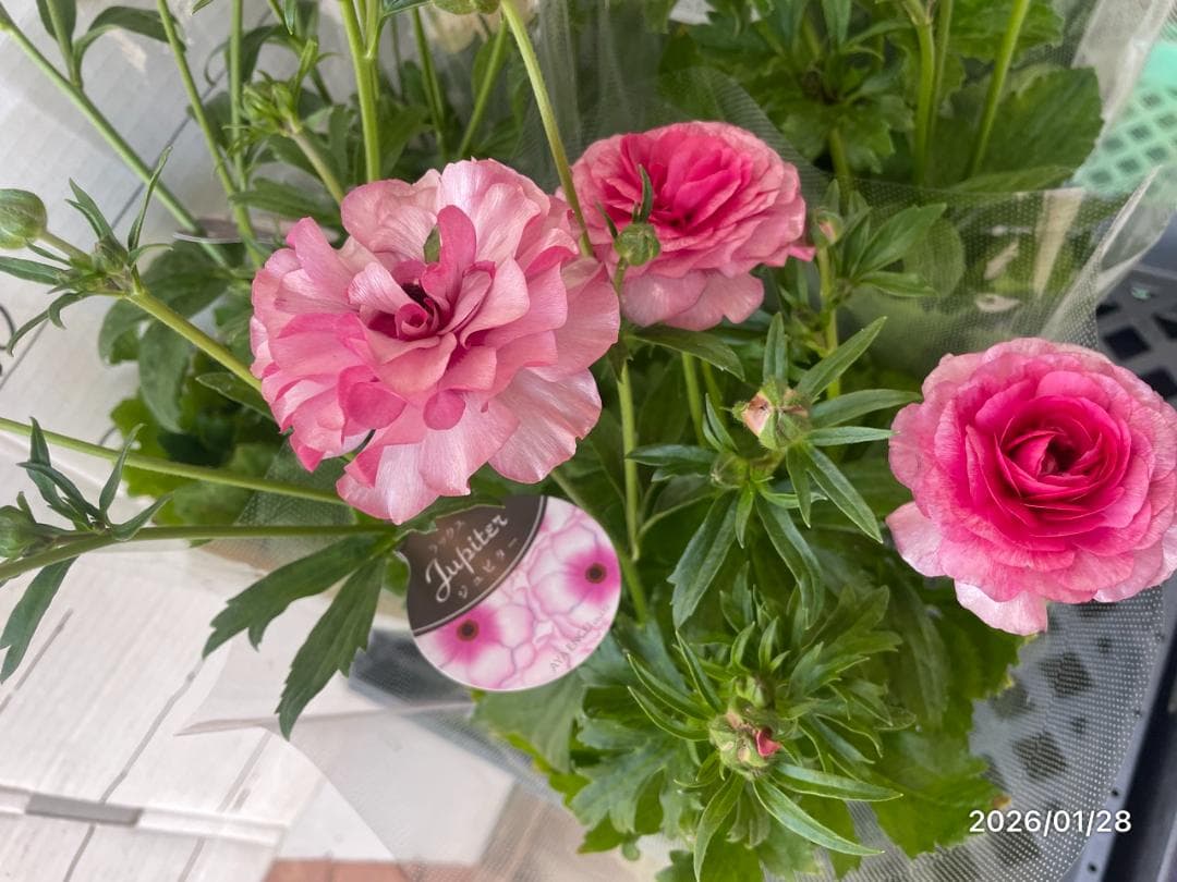 ぱるる　ラナンキュラス　ラックス　全6種類　　5号化粧鉢　　大苗