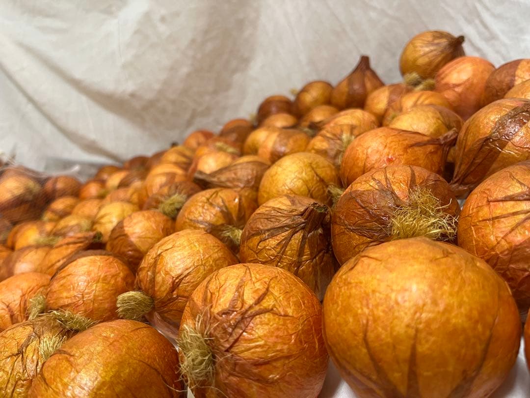 展示品 タマネギ 食品サンプル 56個入 飲食 小物 雑貨 イメージ