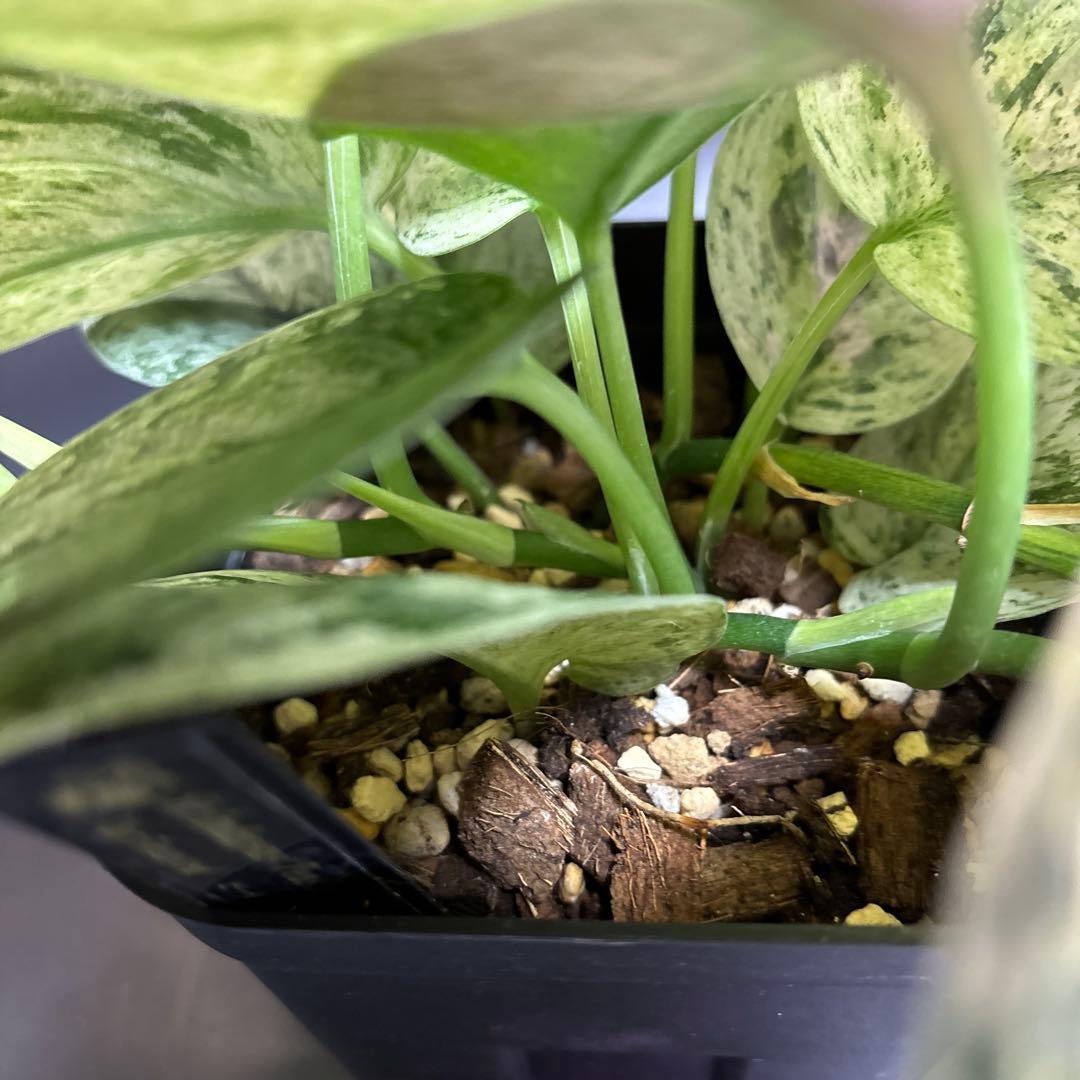 スキンダプサス ピースンマーブル わさわさ仕立て 1 - メルカリ