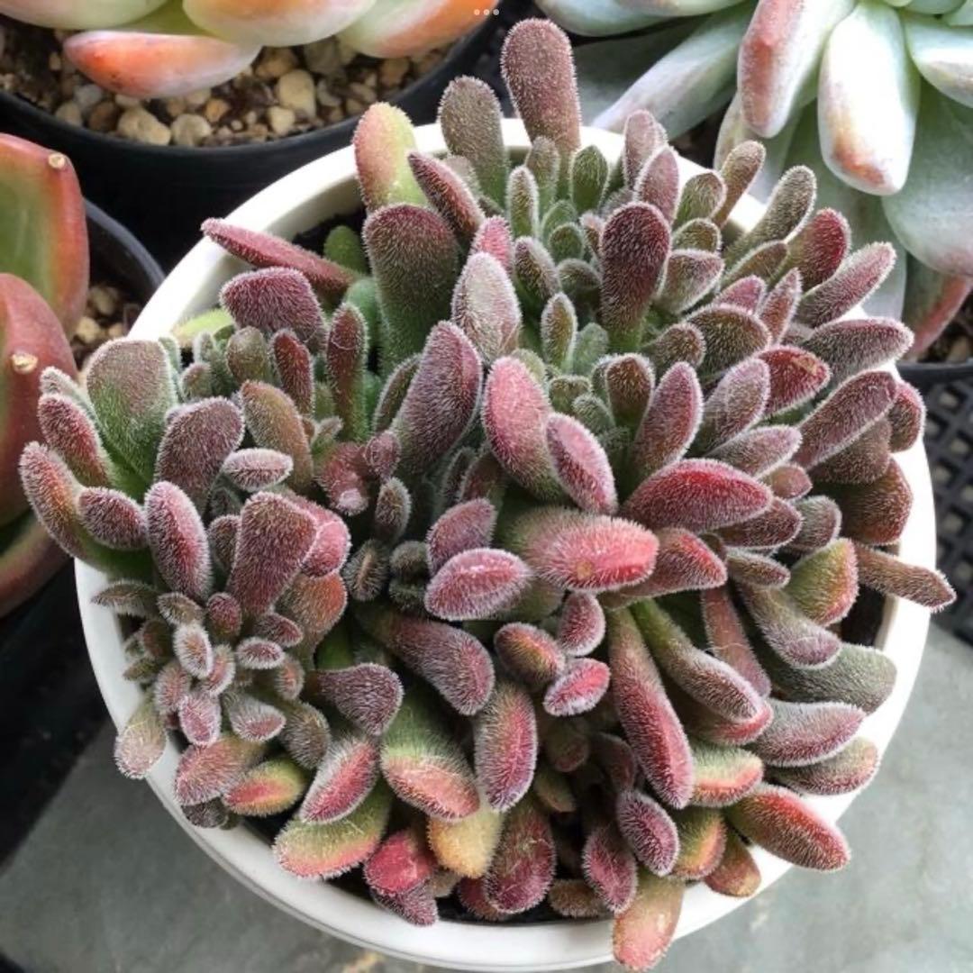 多肉植物 クラッスラ ブベスケンス ☆希少・レア☆ 抜き苗全量