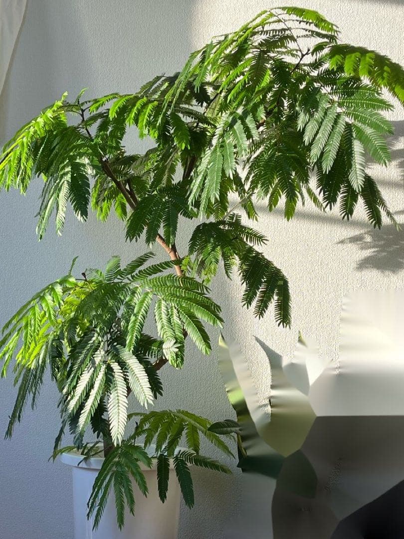 彪*丸様 ☆優良株【アガベ ユタエンシスエボリスピナ陽炎No.51】