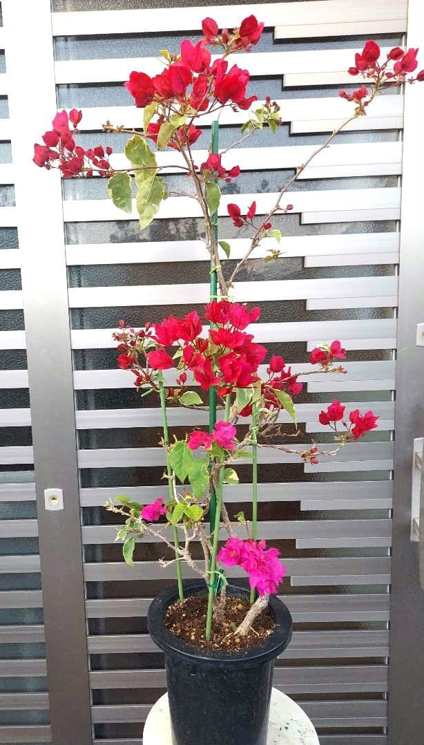 ブーゲンビリア　2色植え　No57 らくらくメルカリ便発送‼️