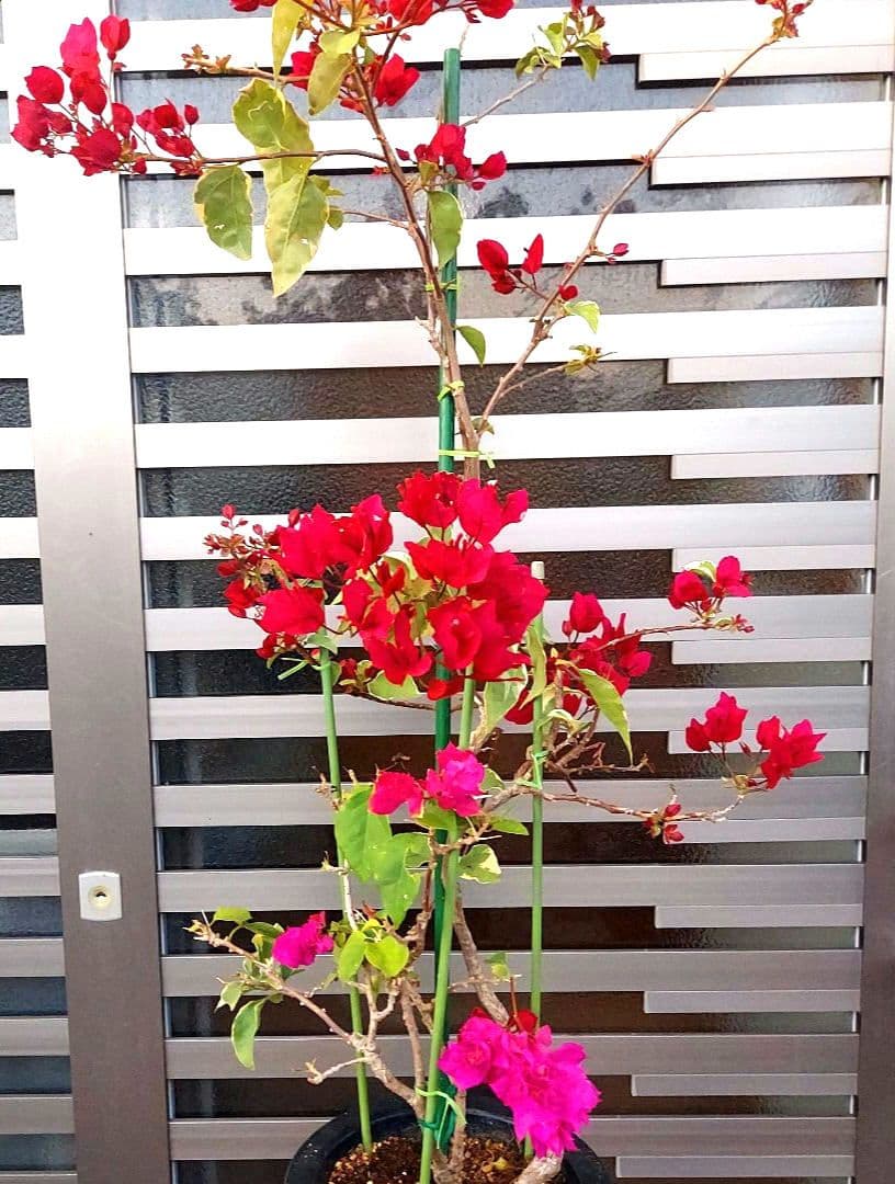 ブーゲンビリア　2色植え　No57 らくらくメルカリ便発送‼️