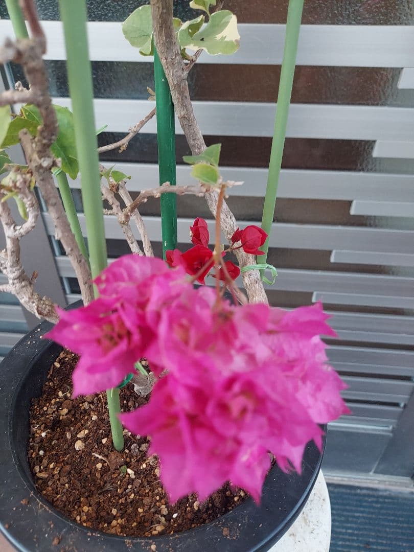 ブーゲンビリア　2色植え　No57 らくらくメルカリ便発送‼️