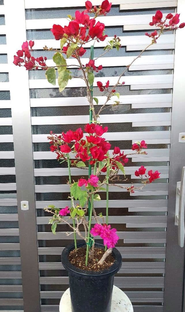 ブーゲンビリア　2色植え　No57 らくらくメルカリ便発送‼️