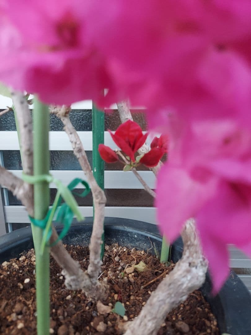 ブーゲンビリア　2色植え　No57 らくらくメルカリ便発送‼️