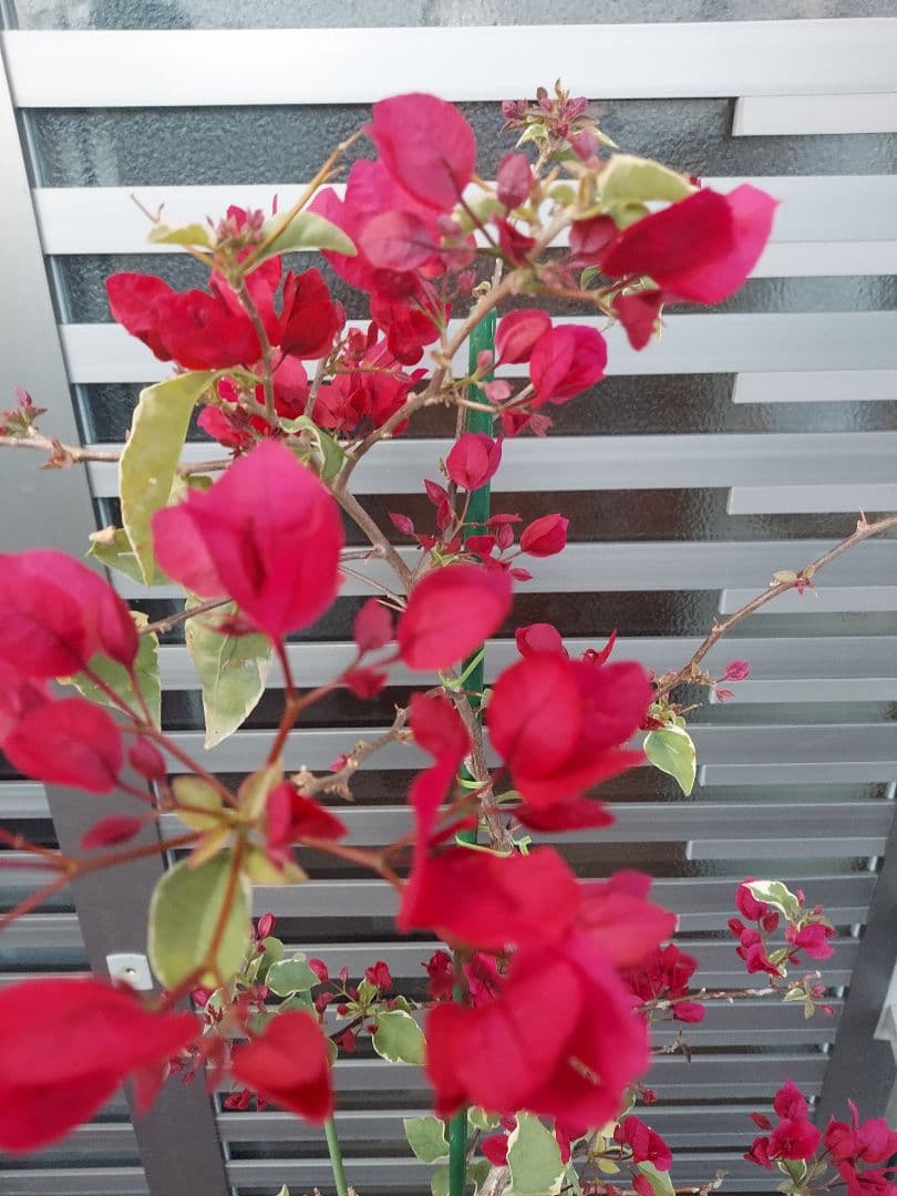 ブーゲンビリア　2色植え　No57 らくらくメルカリ便発送‼️