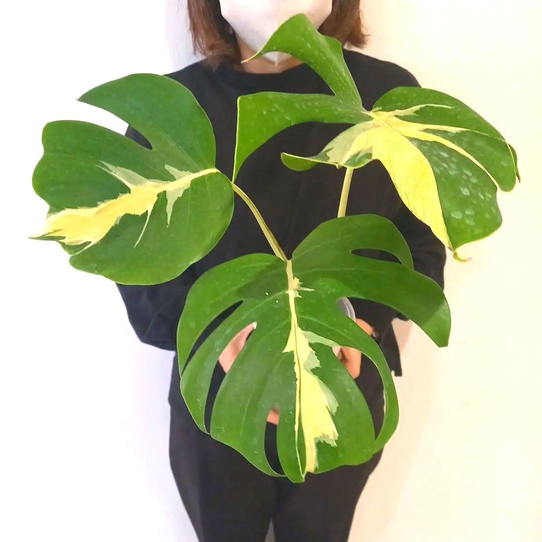 超絶希少 モンステラ デリシオーサ ホワイト　ラバ