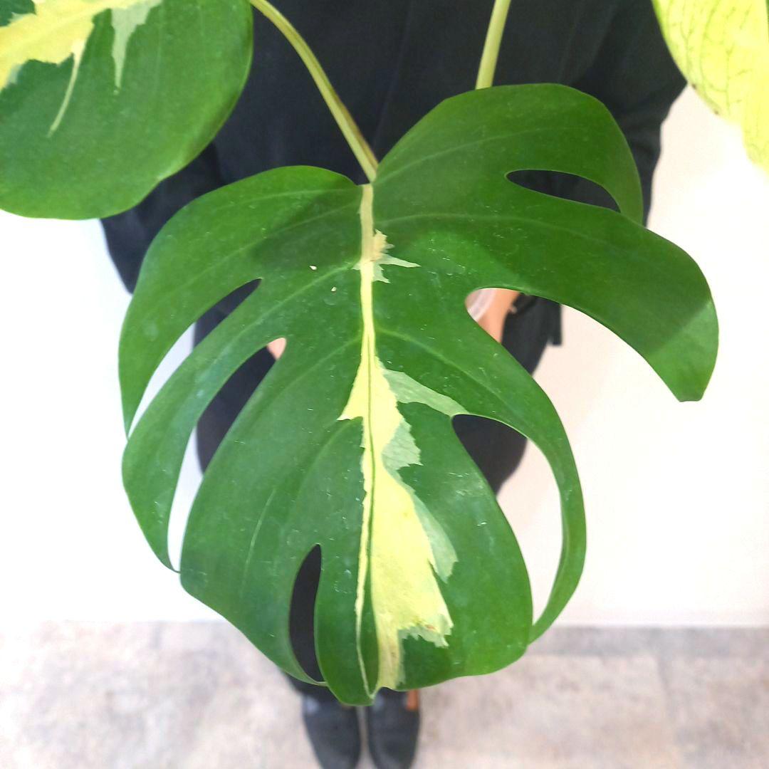超絶希少 モンステラ デリシオーサ ホワイト　ラバ