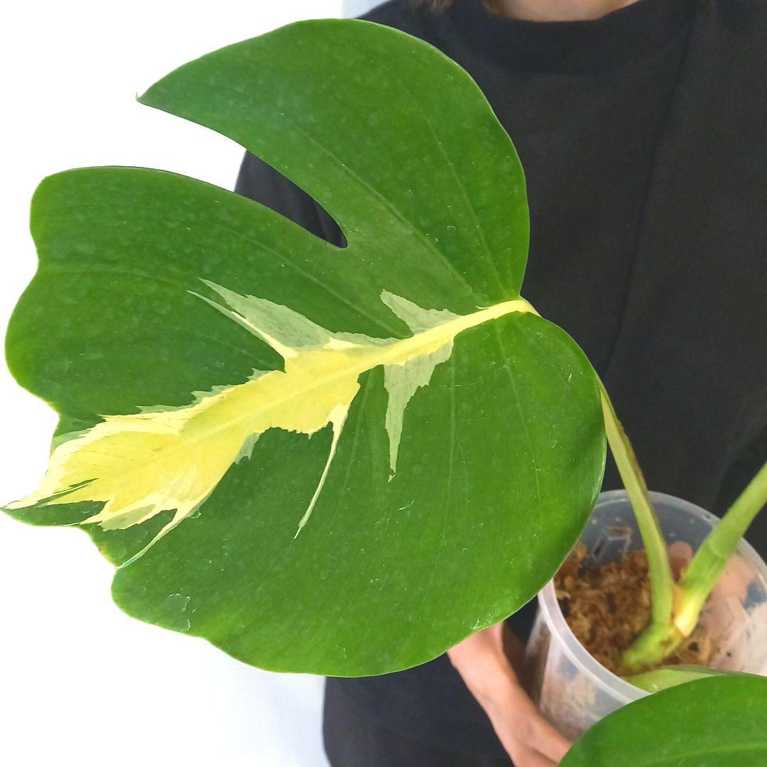 超絶希少 モンステラ デリシオーサ ホワイト　ラバ