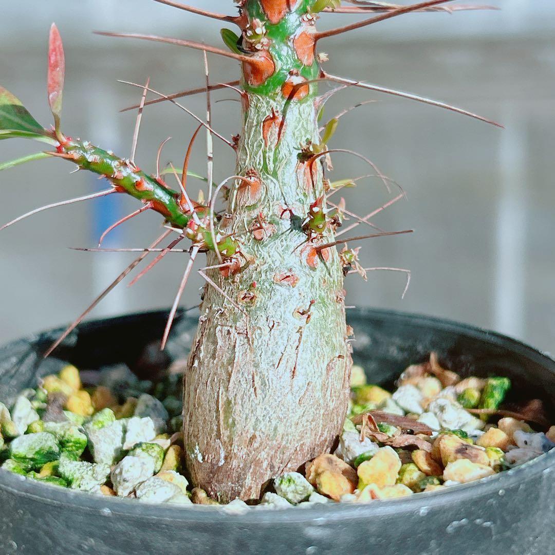 【早い者勝ち★国内実生株！】　フォークイエリア　プルプシー　鉢のまま発送　95