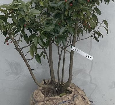 《現品》ソヨゴ　株立ち(雄雌株・オスメス株)　樹高1.8ｍ（根鉢含まず）585