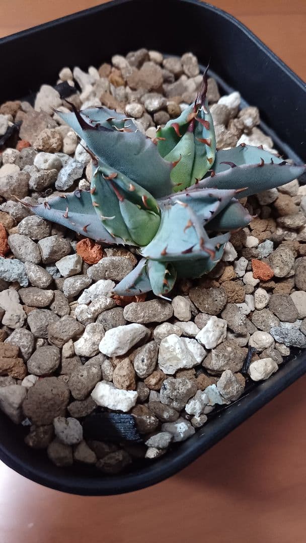 ネバデンシス ✕ BB　多頭　発根株