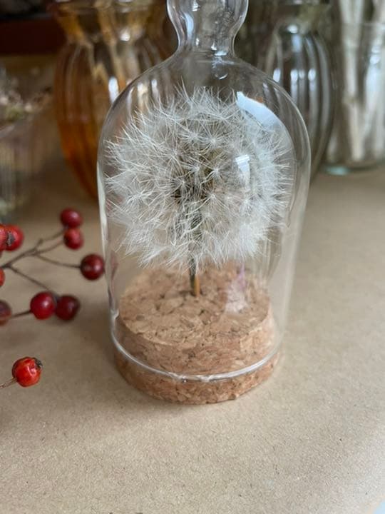 たんぽぽ綿毛ドライフラワー ガラスドーム ボトルフラワー 綿毛ドライフラワー✨