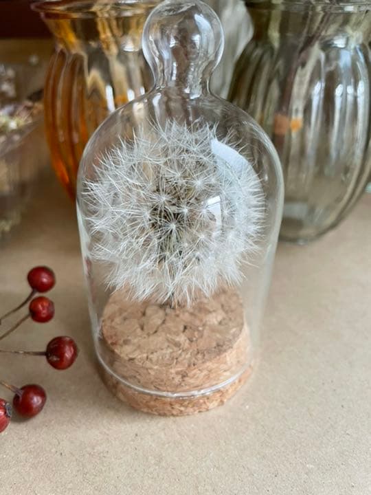 たんぽぽ綿毛ドライフラワー ガラスドーム ボトルフラワー 綿毛ドライフラワー✨