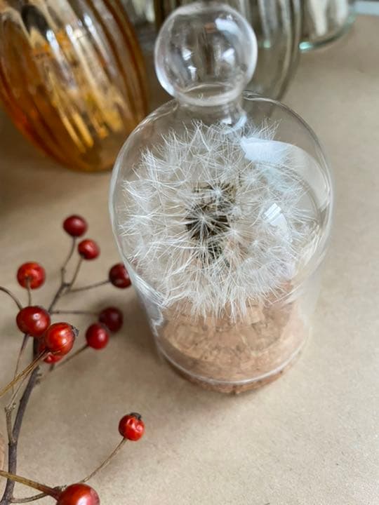 たんぽぽ綿毛ドライフラワー ガラスドーム ボトルフラワー 綿毛ドライフラワー✨