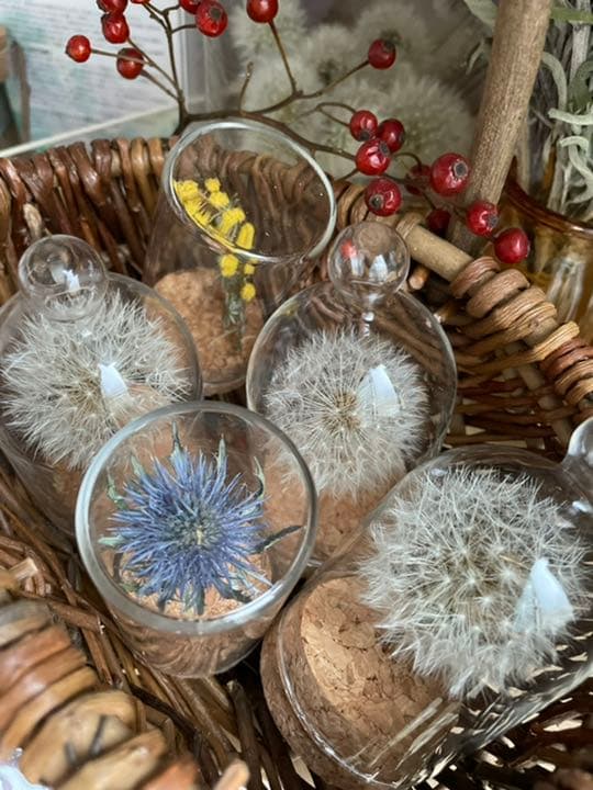 たんぽぽ綿毛ドライフラワー ガラスドーム ボトルフラワー 綿毛ドライフラワー✨