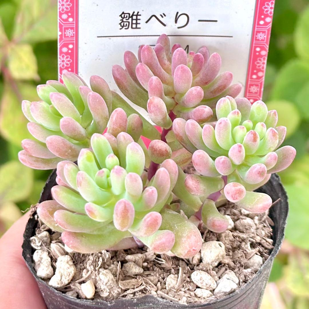 【全8種類@24000】雫ファーム オリジナルセダム (札付き)