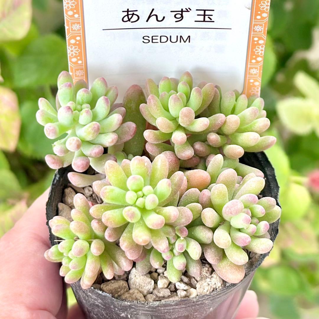 【全8種類@24000】雫ファーム オリジナルセダム (札付き)