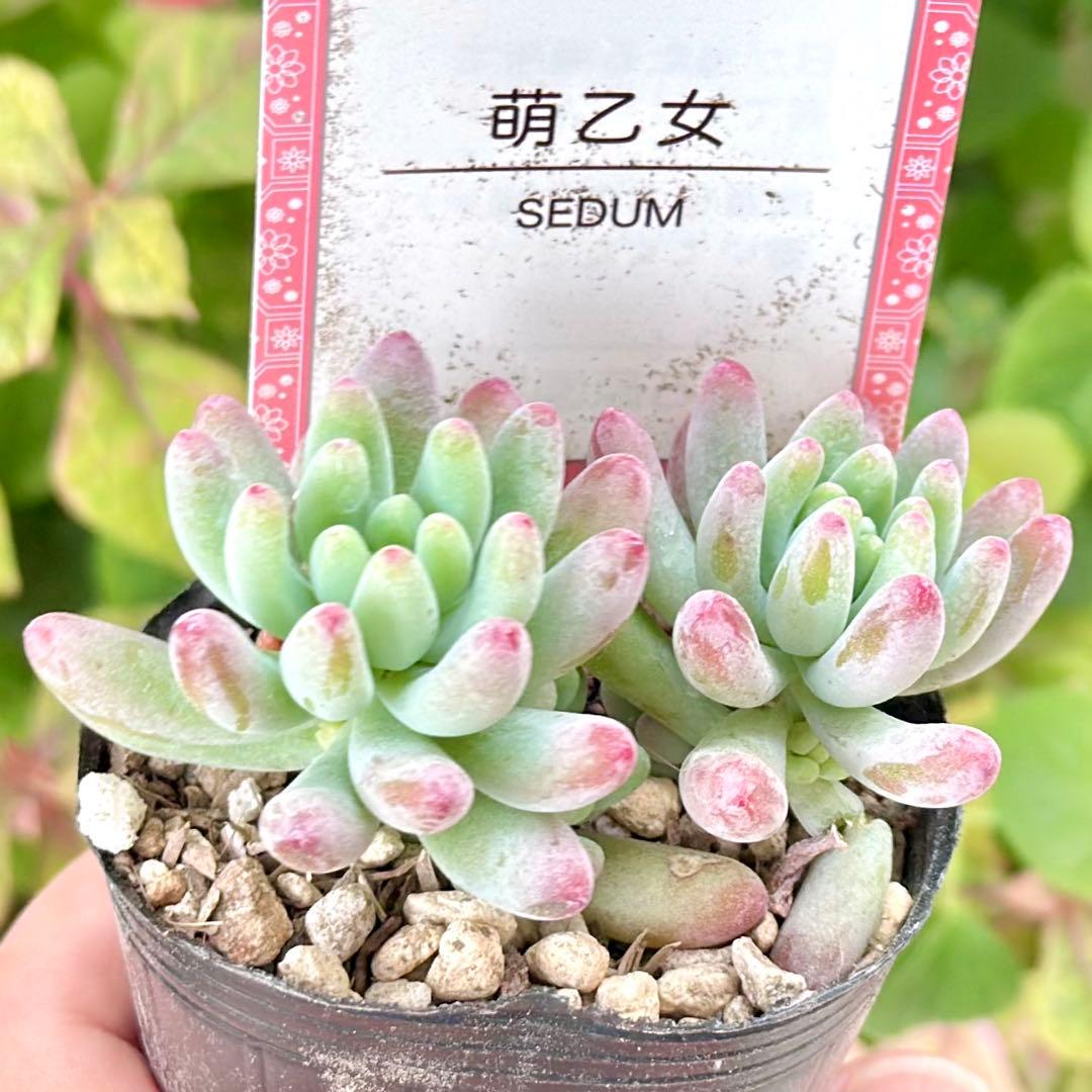 【全8種類@24000】雫ファーム オリジナルセダム (札付き)