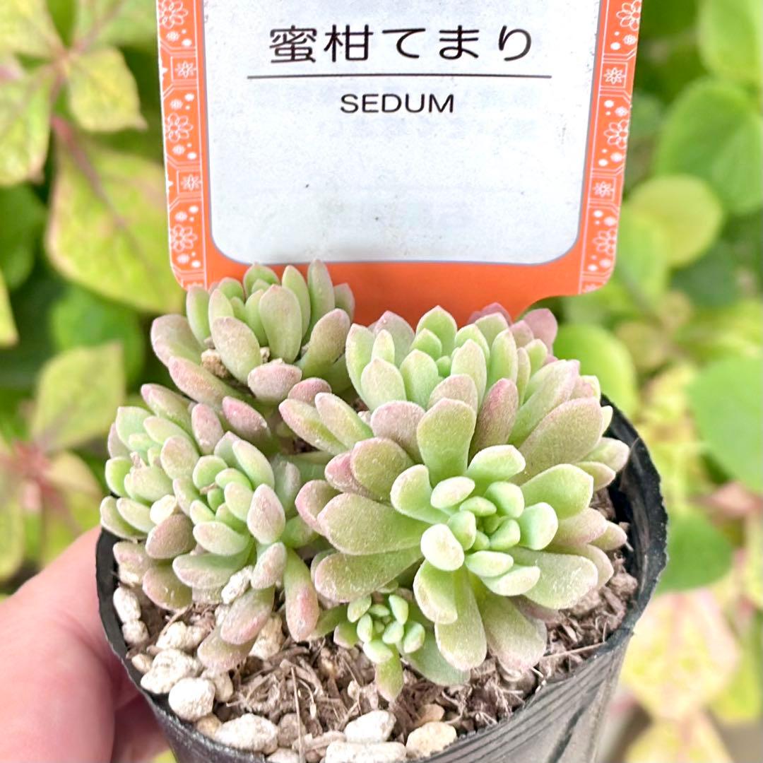 【全8種類@24000】雫ファーム オリジナルセダム (札付き)