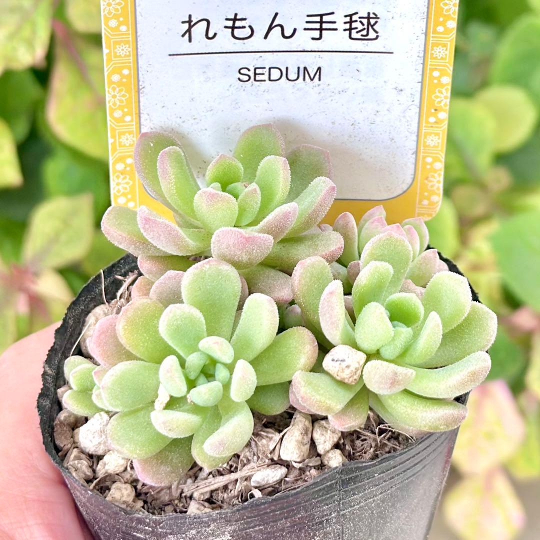 【全8種類@24000】雫ファーム オリジナルセダム (札付き)
