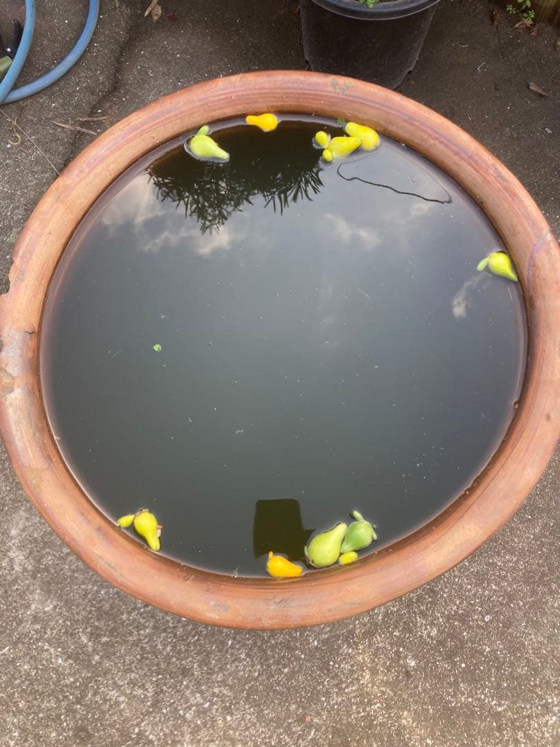 訳あり。大瓶。水瓶 睡蓮鉢。高さ66cm 。口径43cm。 明るい常滑焼風。