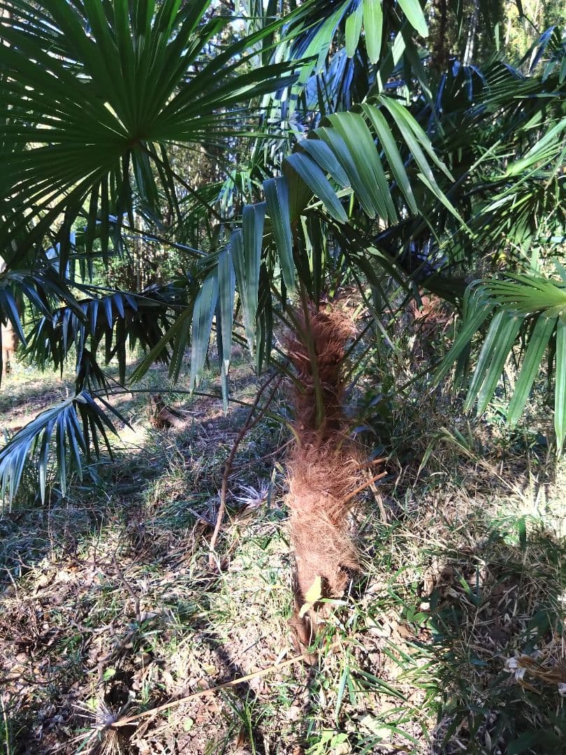 シュロの木、棕櫚の木、1本（選択可能）、庭木、ガーデニング、自己