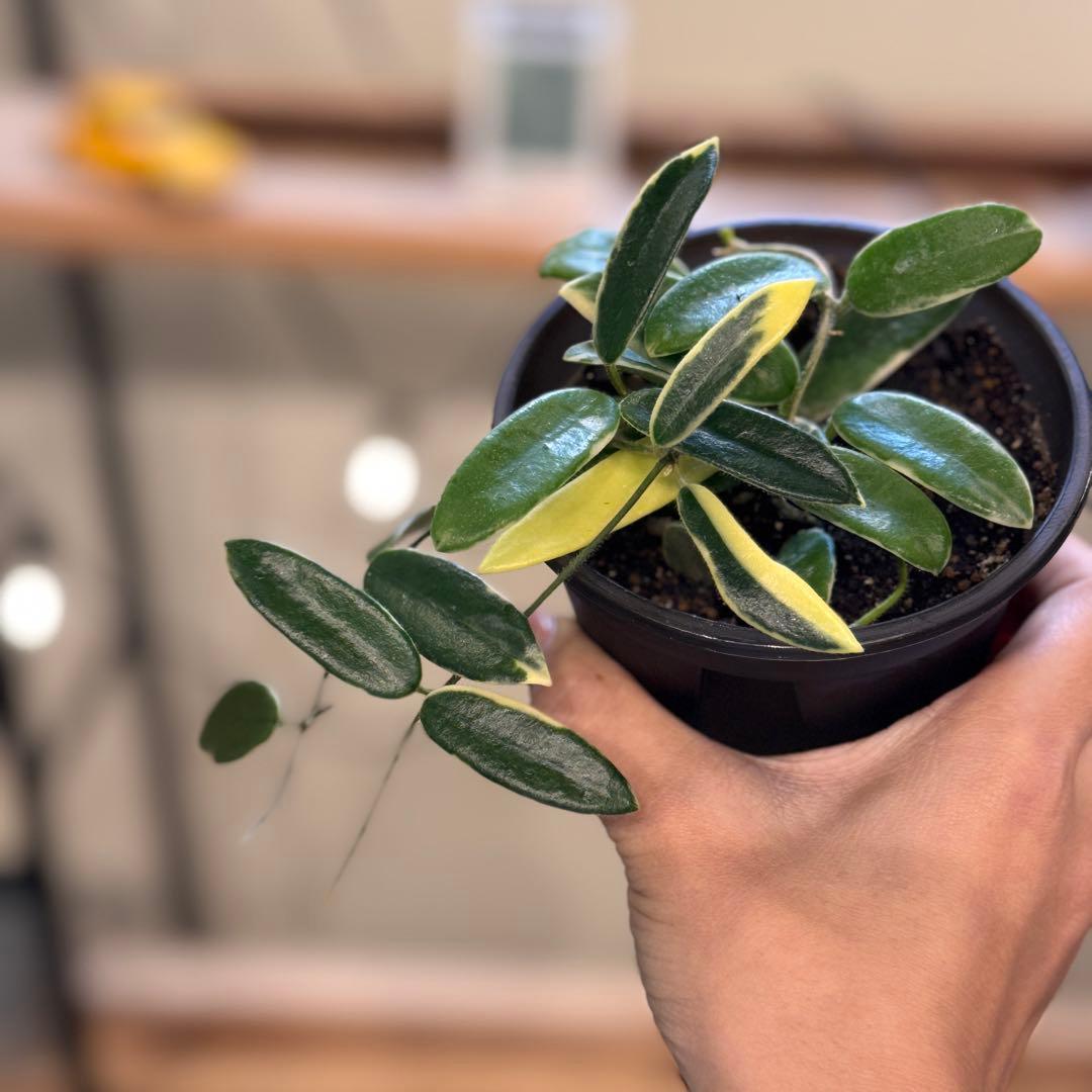 28 ホヤ ライプリズム 'Pink flower'外斑入り 成長点多数 - メルカリ