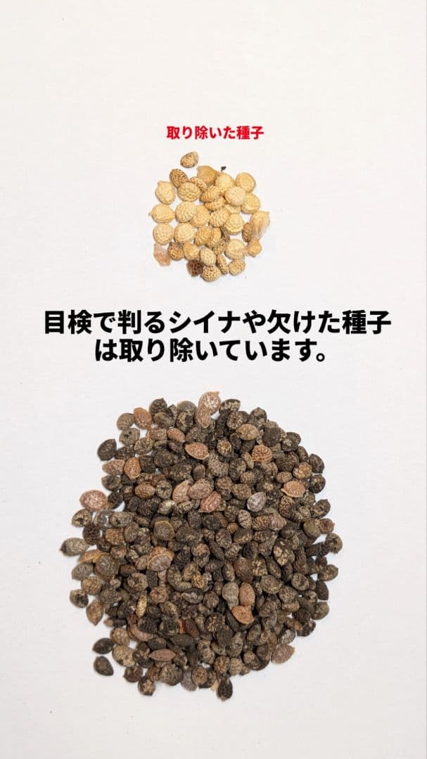 1月新着種子 アデニア ペチュエリー Adenia pechuelii 10粒