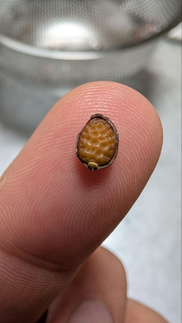 1月新着種子 アデニア ペチュエリー Adenia pechuelii 10粒