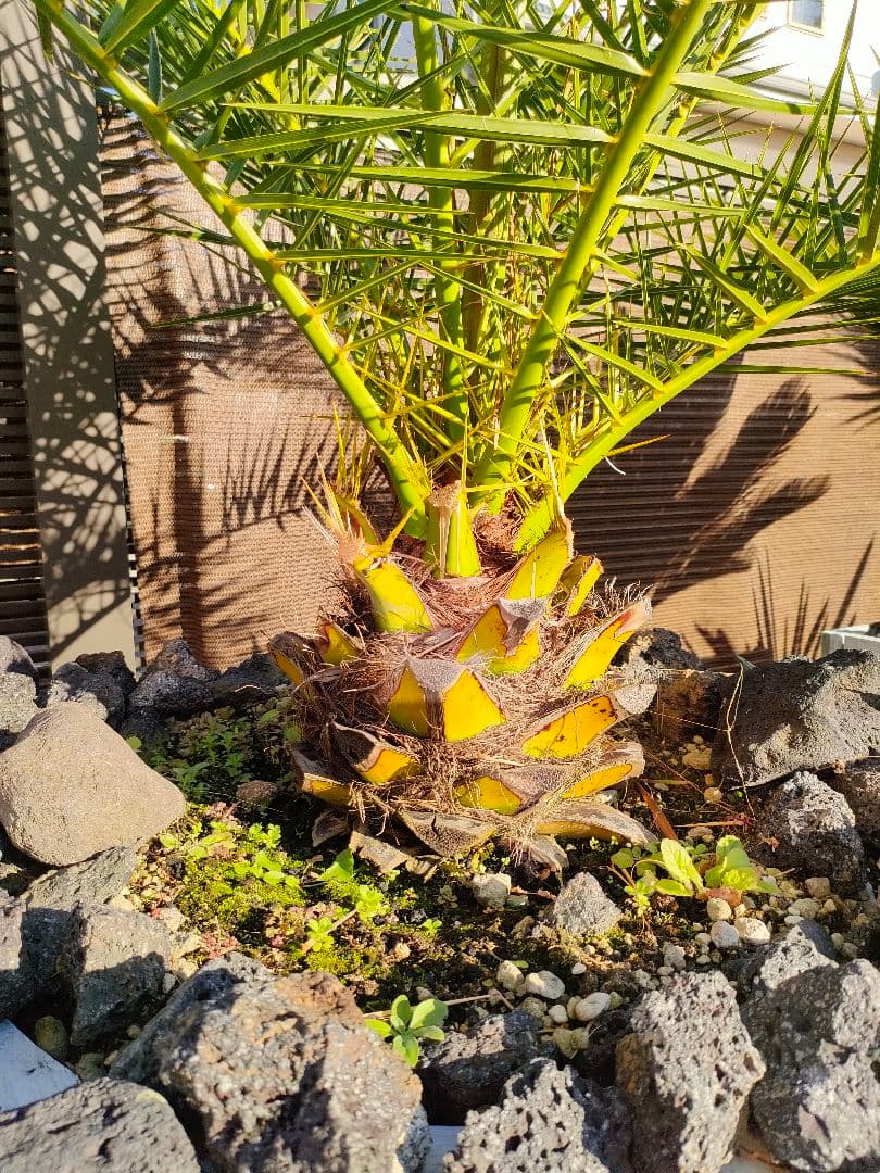 手渡限定】カナリーヤシ