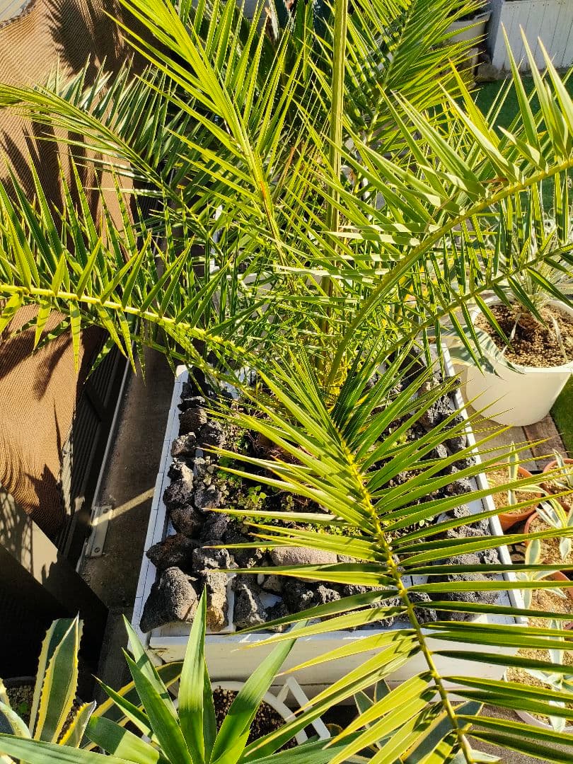 手渡限定】カナリーヤシ