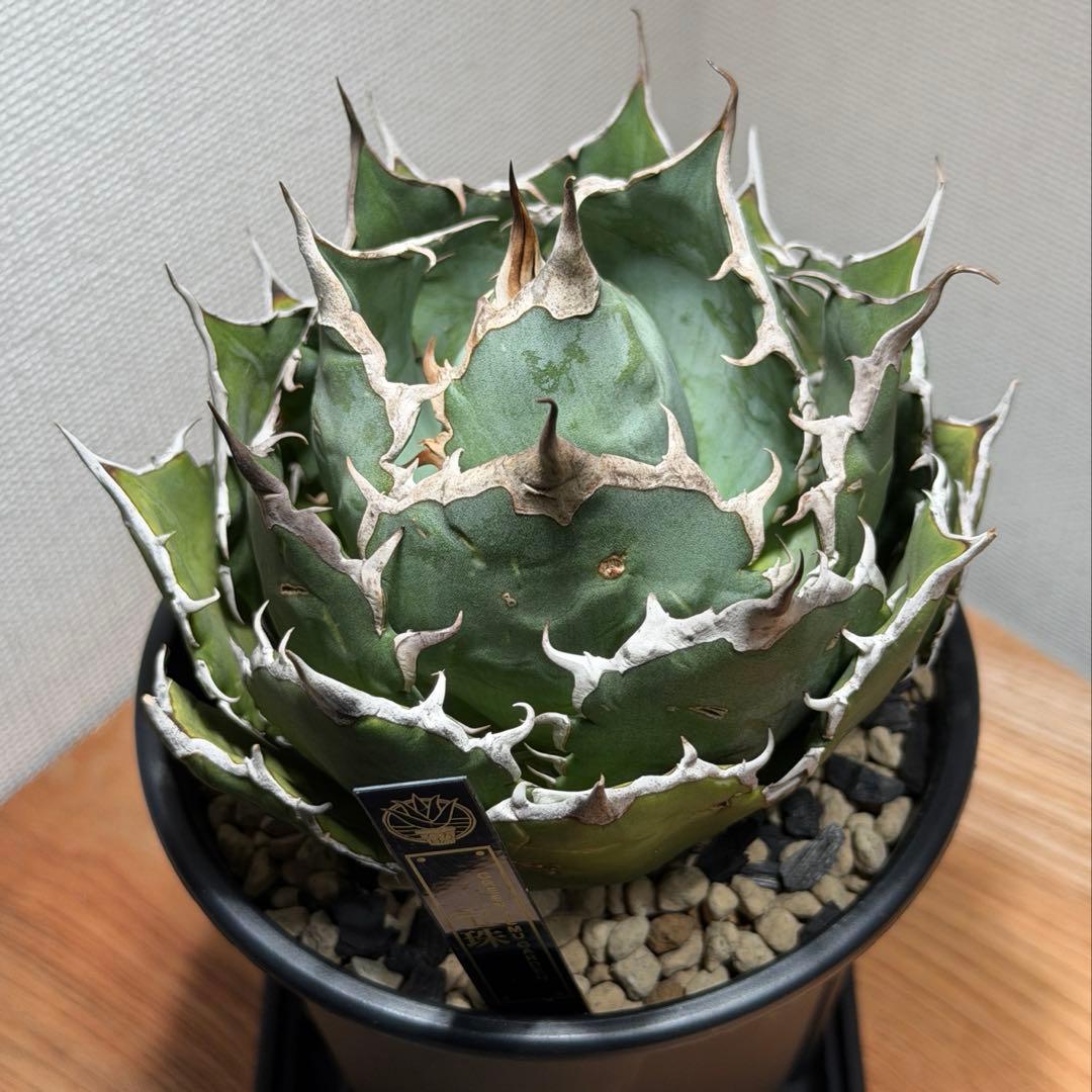 アガベ チタノタ 宝珠 発根済　超良型 極上 ボール型