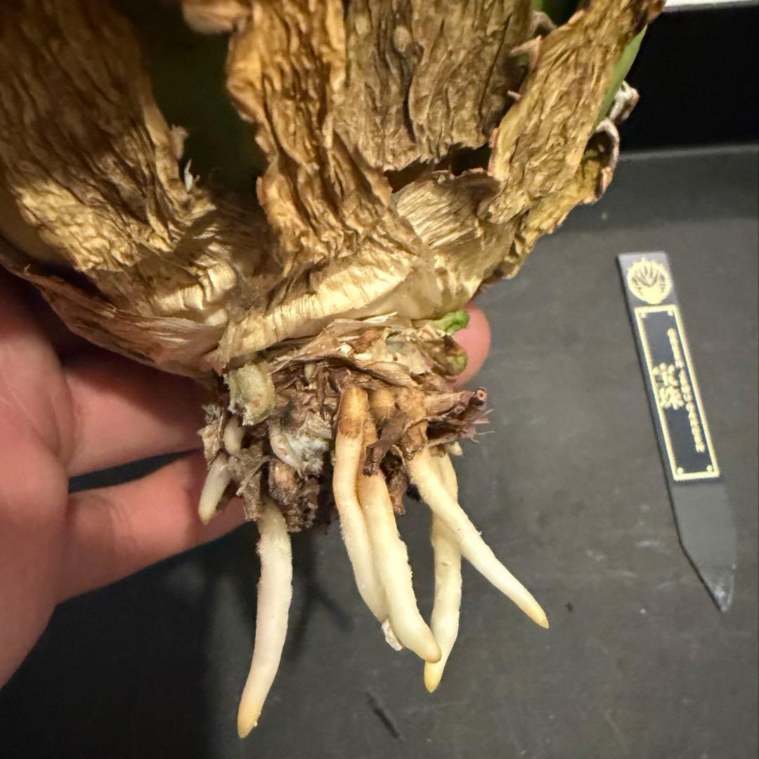 アガベ チタノタ 宝珠 発根済　超良型 極上 ボール型