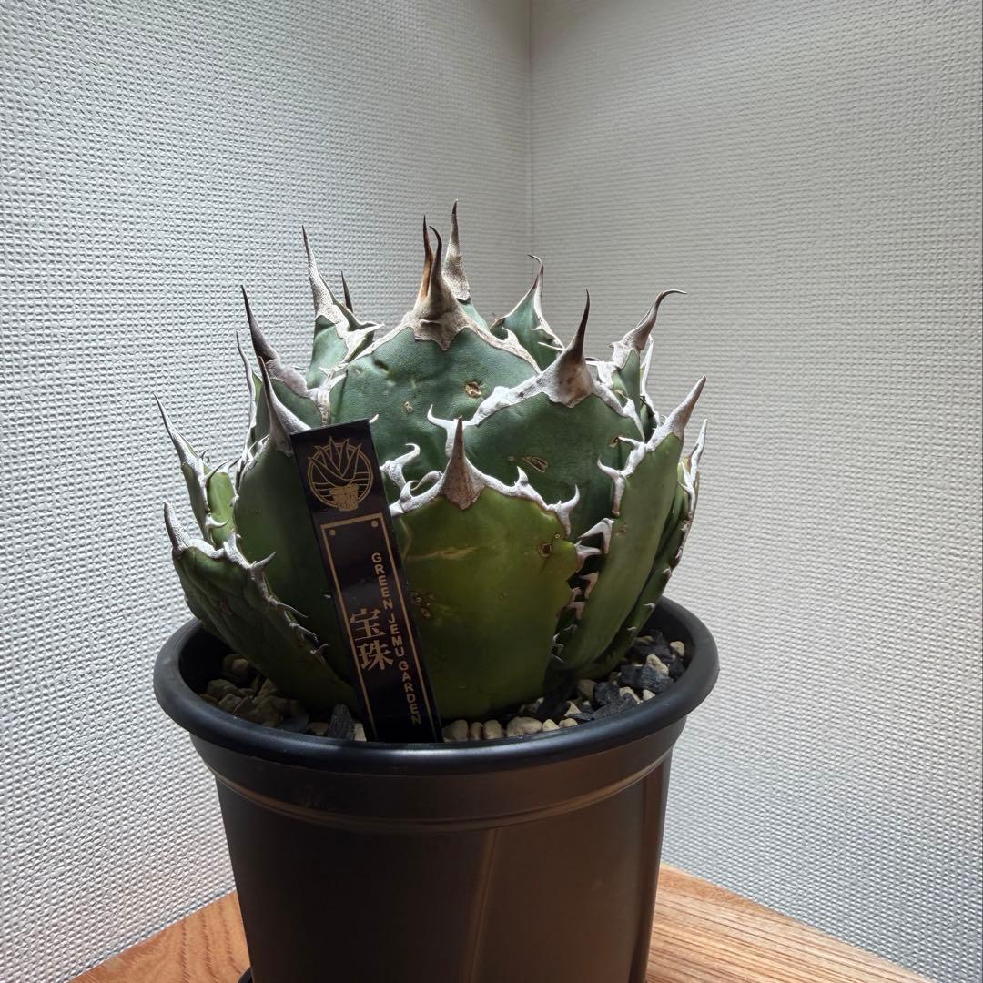 アガベ チタノタ 宝珠 発根済　超良型 極上 ボール型