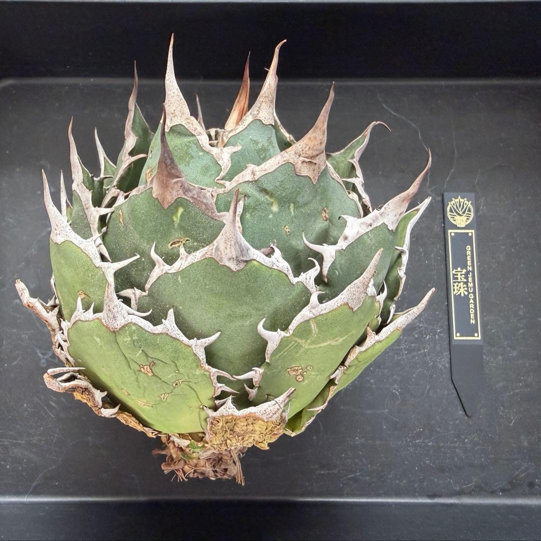 アガベ チタノタ 宝珠 発根済　超良型 極上 ボール型