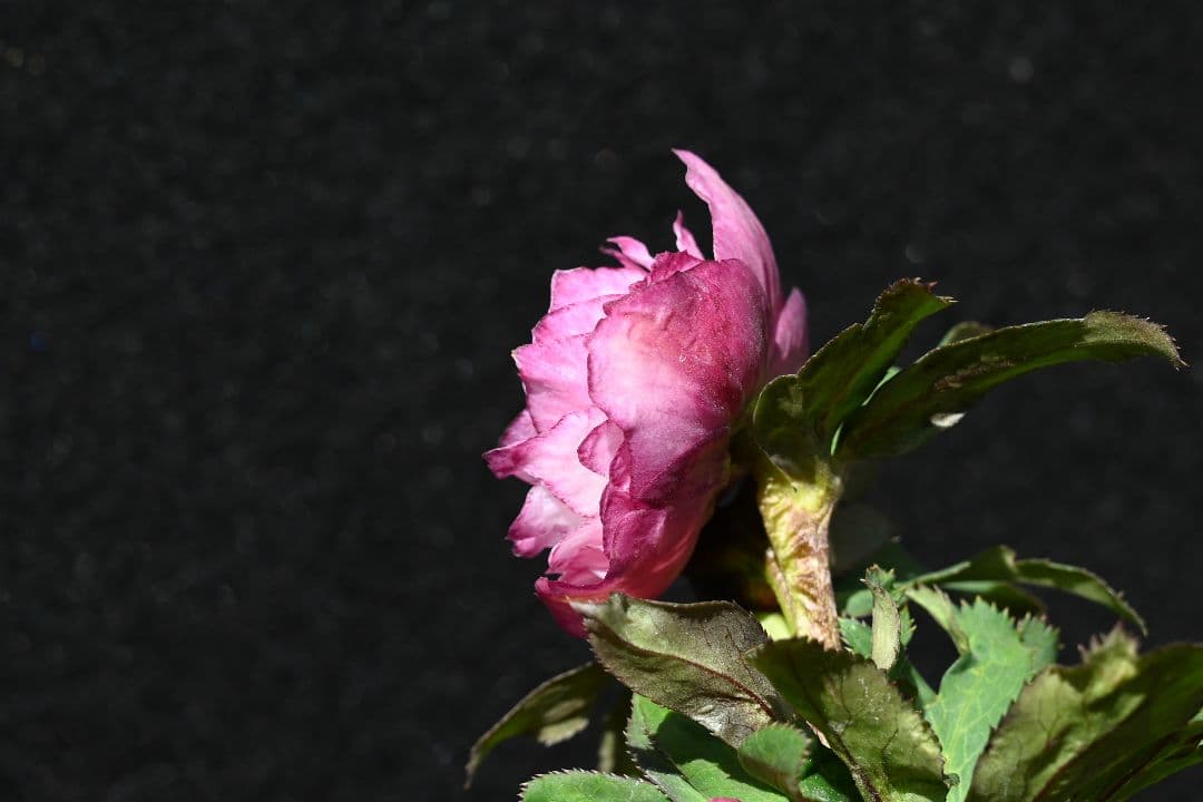 クリスマスローズ 希少！認定ピンクアフロディーテ 加藤農園 - メルカリ