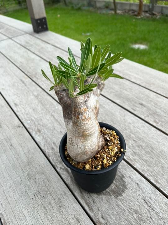 パキポディウム  イノピナツム