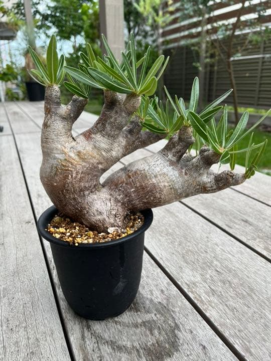 パキポディウム  イノピナツム