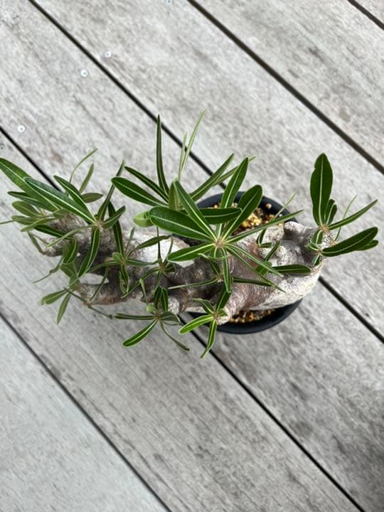 パキポディウム  イノピナツム