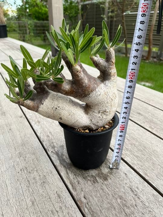 パキポディウム  イノピナツム